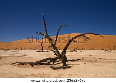 Surreal landscape of twisted dead trees on salt pan with red sand dunes behind, Dead Vlei, Sossusvlei, Namib Desert, Namibia