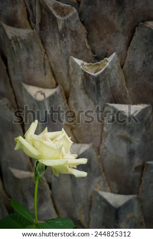 Still life with rose and wood background