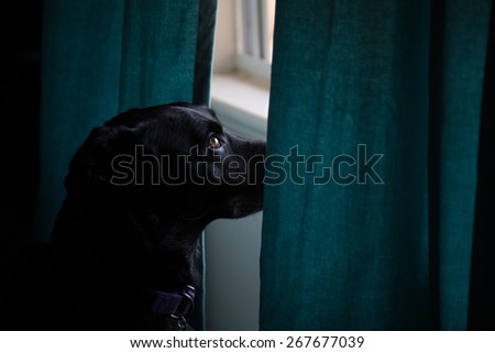 Lola at Window - a picture of my black rescue dog waiting for my wife to come home.