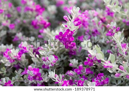 Summer purple floral abstract background