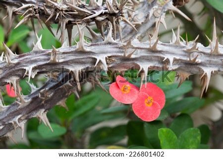Flowers and thorn of Crown of Thorns or Christ Thorn