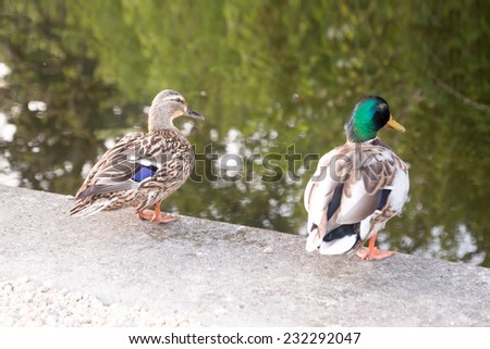 Two ducks are going to jump into a river