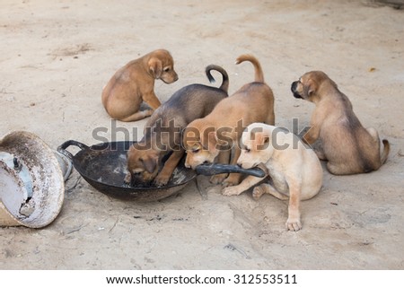 Puppies eat are hungry eat poor scramble.