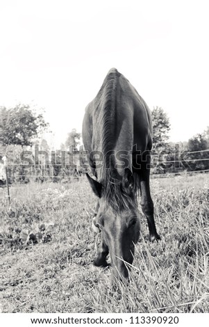 Beautiful black and white photo of a black horse grazing in a field.