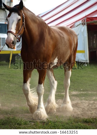 stock photo : Beautiful Clydesdale horse stirring up the dust as he walks