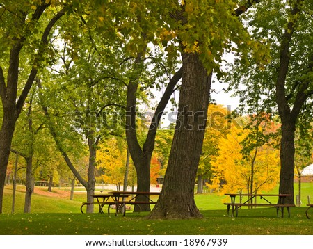 Bright gold  tree's in the background with darker tree trunks in the foreground at the park