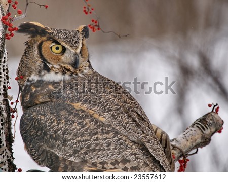 Great Horned Owl\'s are capable of turning their heads totally around to look over their back. This owl is sitting on a birch tree surrounded by red berries on a Winter day.