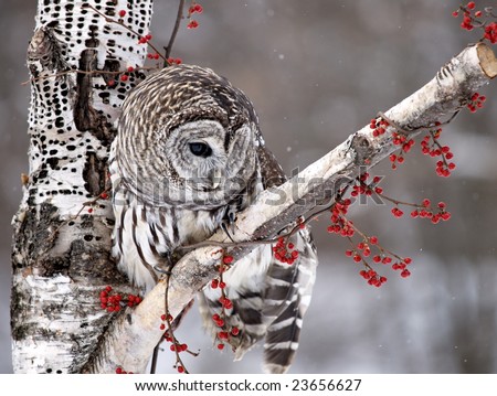 Barred Owl with head turned