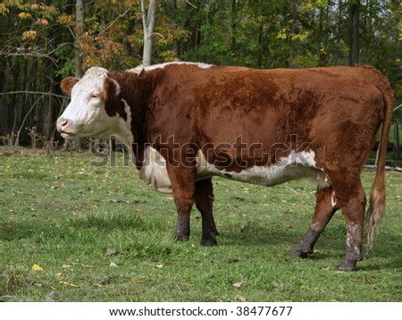 Hereford cow standing in a green pasture in early fall, the tree's are starting to turn.