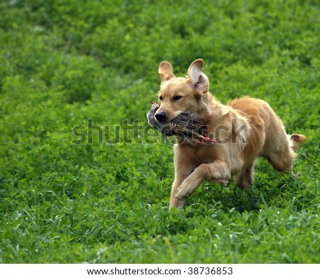 golden retriever puppy running. stock photo : Golden Retriever
