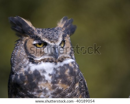 Great Horned Owl looks off to the right a majestic animal.