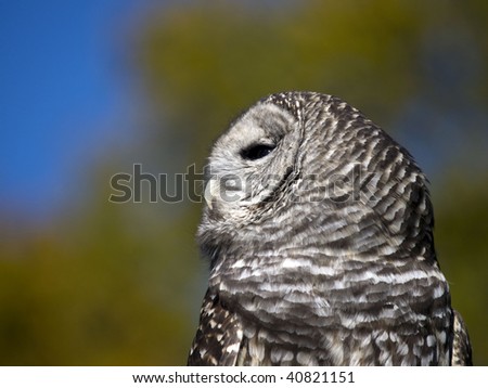 Barred Owl (Strix Varia) close up of head turned to the side. Golden leaf background from autumns leaves.