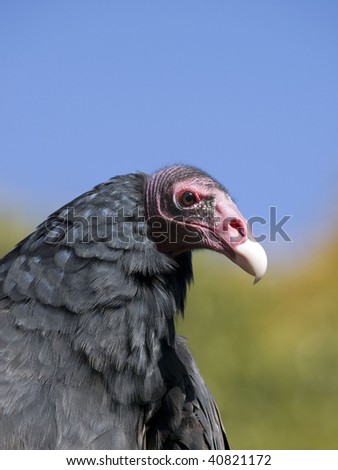 Turkey Vulture (Cathartes aura) close up of head showing it\'s featherless, purplish-red head and neck, The Turkey Vulture is a scavenger and feeds almost exclusively on carrion.