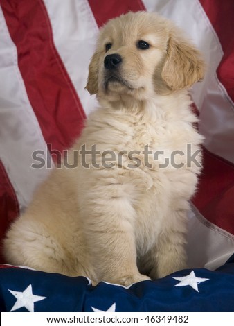 golden retriever puppy wallpaper. Golden Retriever Puppy (8