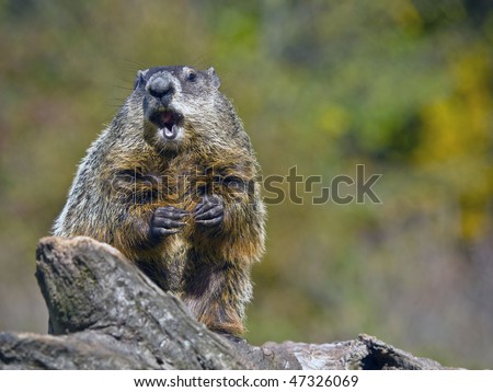 Groundhog  (Marmota monax) sits on a fallen log his front paws are being held in front of him and his mouth is open.