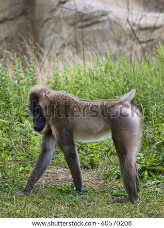 Baboon going for a walk on all fours