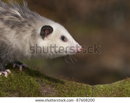 Young 8 month old Opossum on a moss covered log. He is at a wildlife rehab center unable to be released to the wild as he is imprinted on people.