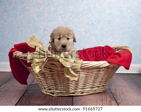 Golden Retriever puppy sitting in a basket tied with a golden bow. .