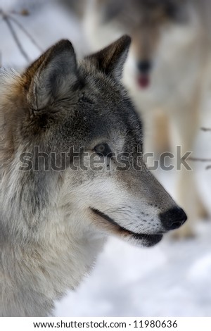 north american wolves