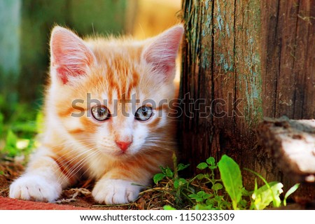 Cute little red kitten playing outdoor. Portrait of red kitten in forest or garden looking interesting. Tabby funny red kitten with blue eyes & white paws ready to jump at home farm. Animal baby theme
