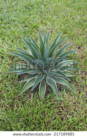 Smooth Century Plant or Agave desmettiana