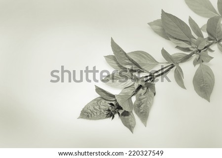 sweet basil or thai basil leaf isolated on white background