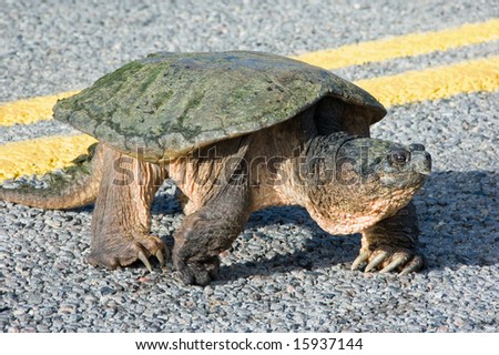 Turtle crossing the line