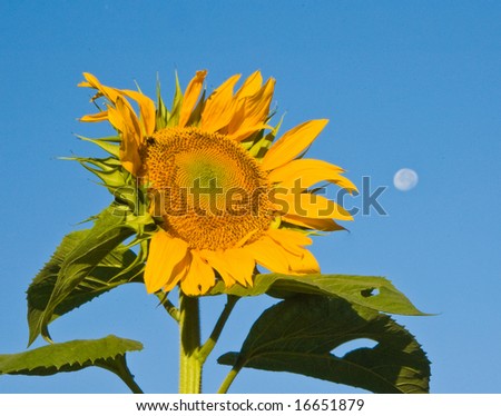 Tall sunflower in morning sun with full moon and blue sky