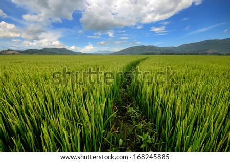 Green rice field with a mountain backdrop on a sunny day. Vietnam