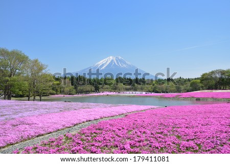 Mt Fuji over the flower garden of moss phlox