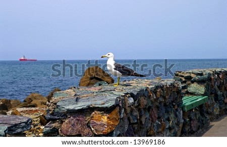 The Sea gull.Blanching sea gull costs on stone and peers into sea.The Seascape.