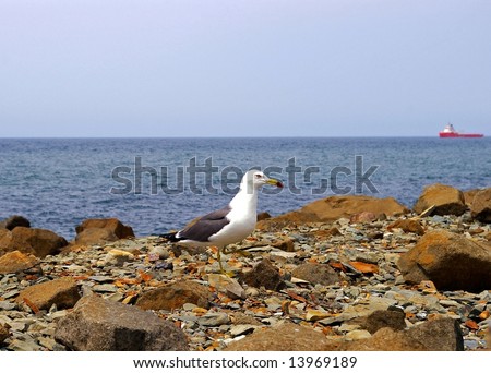 The Sea gull.Blanching sea gull costs on stone and peers into sea.The Seascape.