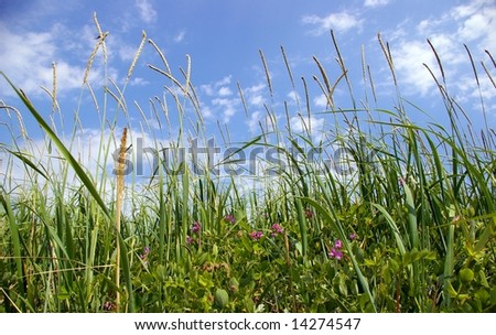 The Herb and sky.The Herb, flowers-es, ear on background sky and cloud.