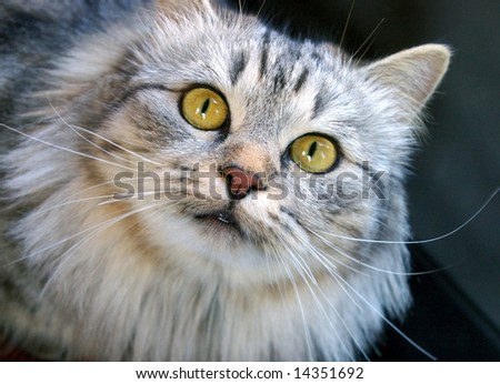 The Cat with long moustache.The Gray feathery siberian cat with with yellow eye.