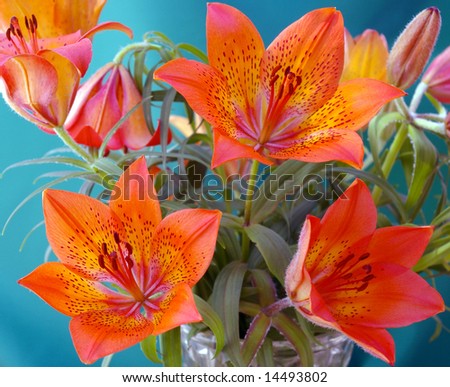calla lily and tiger lily bouquet. Bouquet tiger lily orange