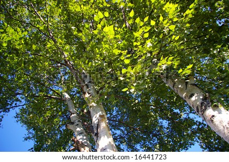 The Noise of the foliage.The Green foliage three birches rustles on winds.