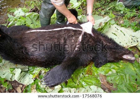 The Hunting handicraft industry. Technology of the removing skin with bear on hunt in taiga