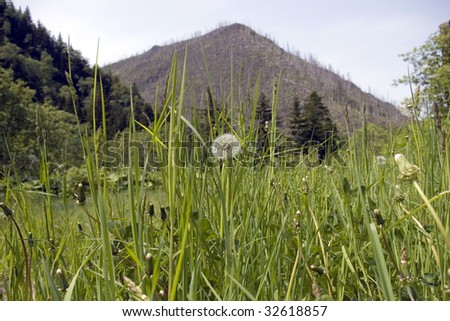 Dandelion on background by gray of the mountain