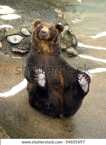 Japanese Brown bear. The Park of the bears in Japan,Hokkaido.