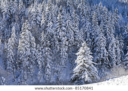 Snow-covered fir-trees in island Sakhalin mountains