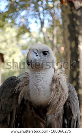 Sad condor in the zoo against blurred tree background