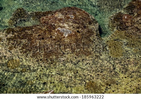 Rocky ocean shore with sea vegetation, moss and sea urchins between tides