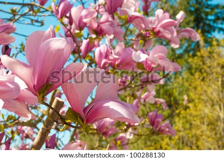 Magnolia  tulip tree blossom  in springtime