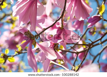 Magnolia  tulip tree blossom  in springtime