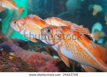 Orange pacific perch fishes in aquarium close up.