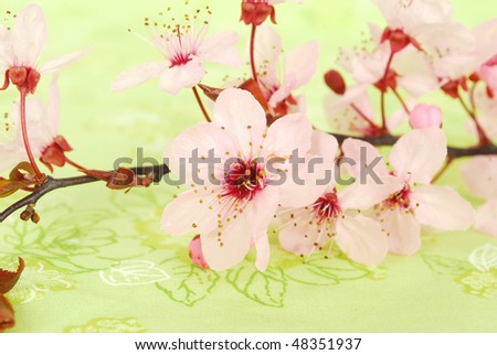 cherry blossom flower. cherry blossom flower