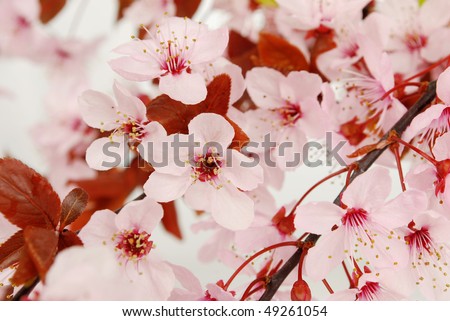 cherry blossom flower. hair cherry blossom flower art