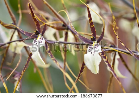 Brassia Orchid - Brassia is a genus of orchids classified in the Oncidiinae subtribe, which lend them the common name \