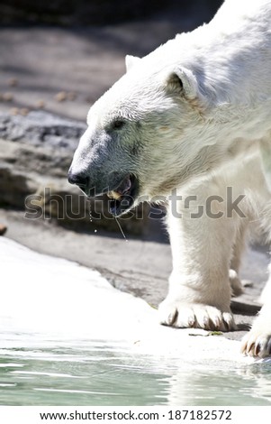 The polar bear is a carnivorous bear whose native range lies largely within the Arctic Circle, encompassing the Arctic Ocean, its surrounding seas and surrounding land masses.
