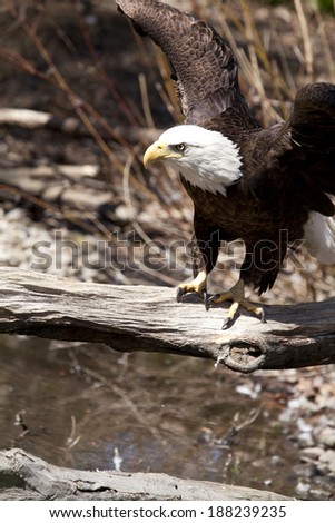 The Bald Eagle (Haliaeetus leucocephalusis) a bird of prey found in North America.